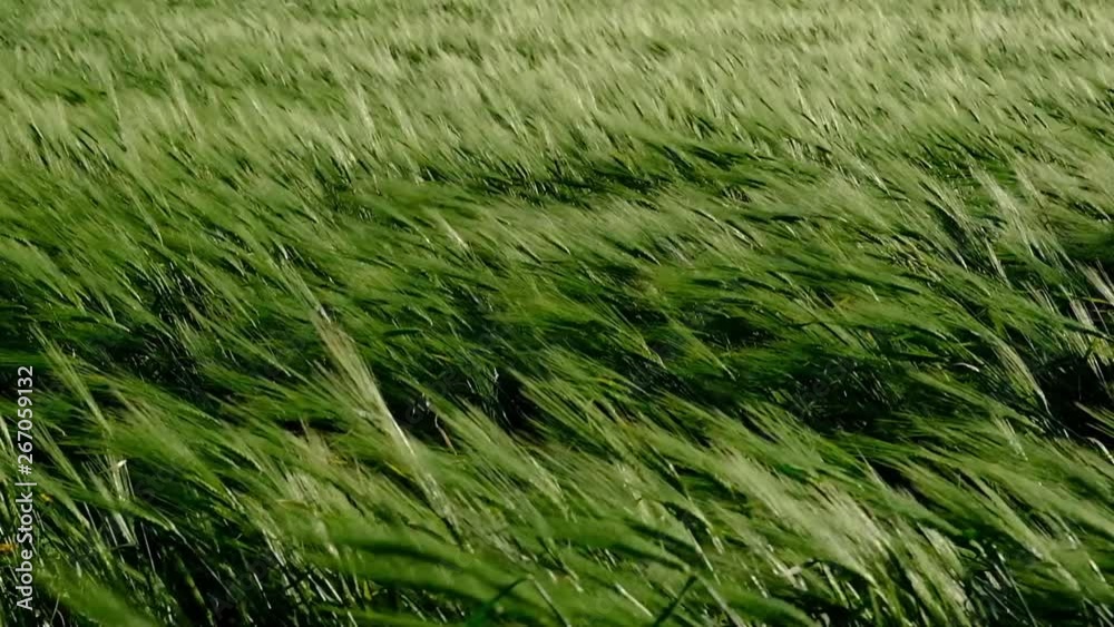 Wheat field with gusts of wind, Sardinia, Italy Wheat field with gusts of wind, Sardinia, Italy