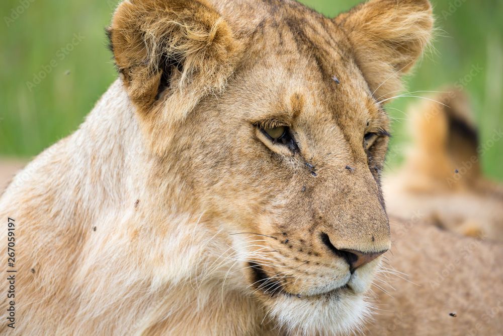 Obraz premium The portrait of a lioness, she lies in the grass in the savannah