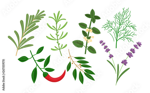 Culinary herbs: rosemari, chilli, tarragon, bay leaf, melissa, lavender, dill.