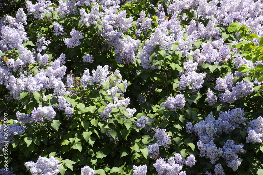 Butterfly Vanessa cardui on lilac flowers. Pollination blooming lilacs. Butterfly Vanessa cardui on lilac flowers. Pollination blooming lilacs.