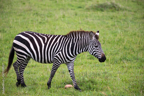 Zebras in the middle of the savannah of Kenya © 25ehaag6