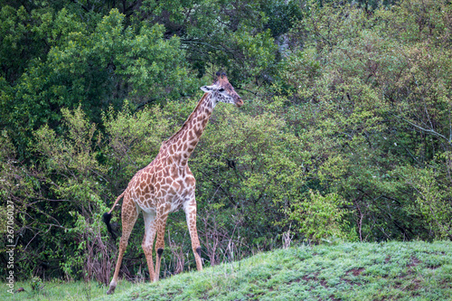 Canvas Print A giraffe is running among the trees and bushes