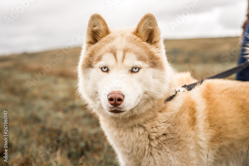 Beautiful  fluffy red or orange malamute dog look at the camera