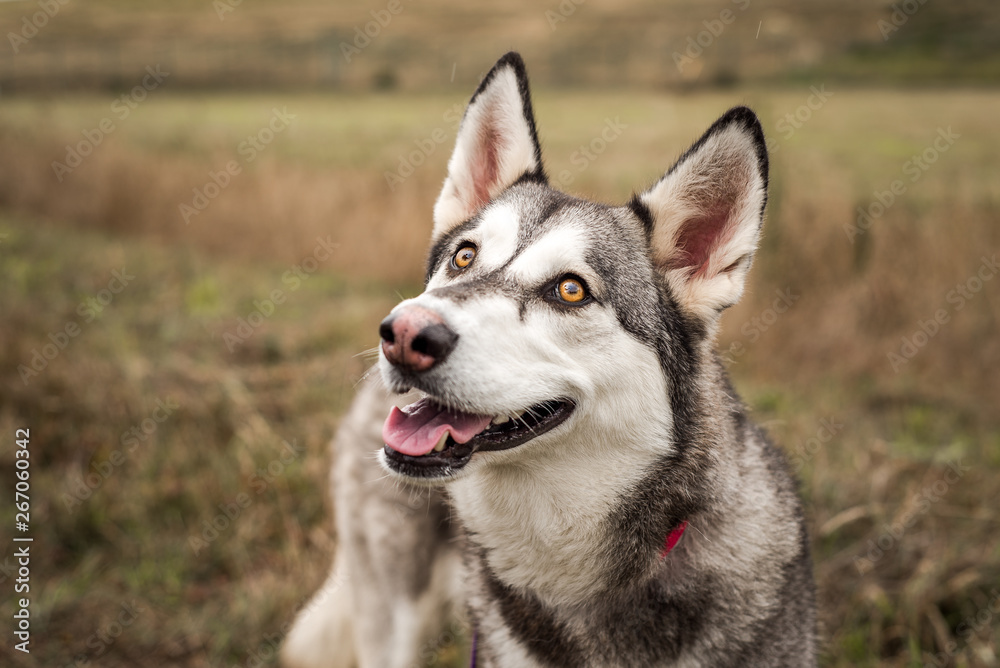 Cute grey and white husky outdoors looking at the camera