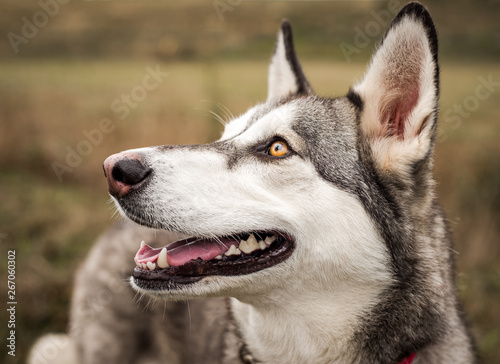 Cute grey and white husky outdoors © Photography by Adri
