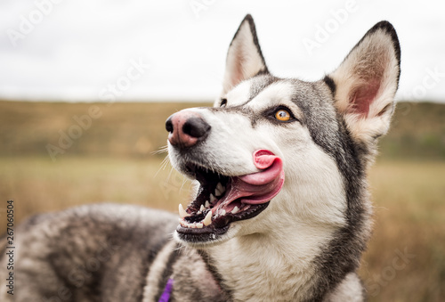 Cute grey and white husky outdoors licking its lips photo