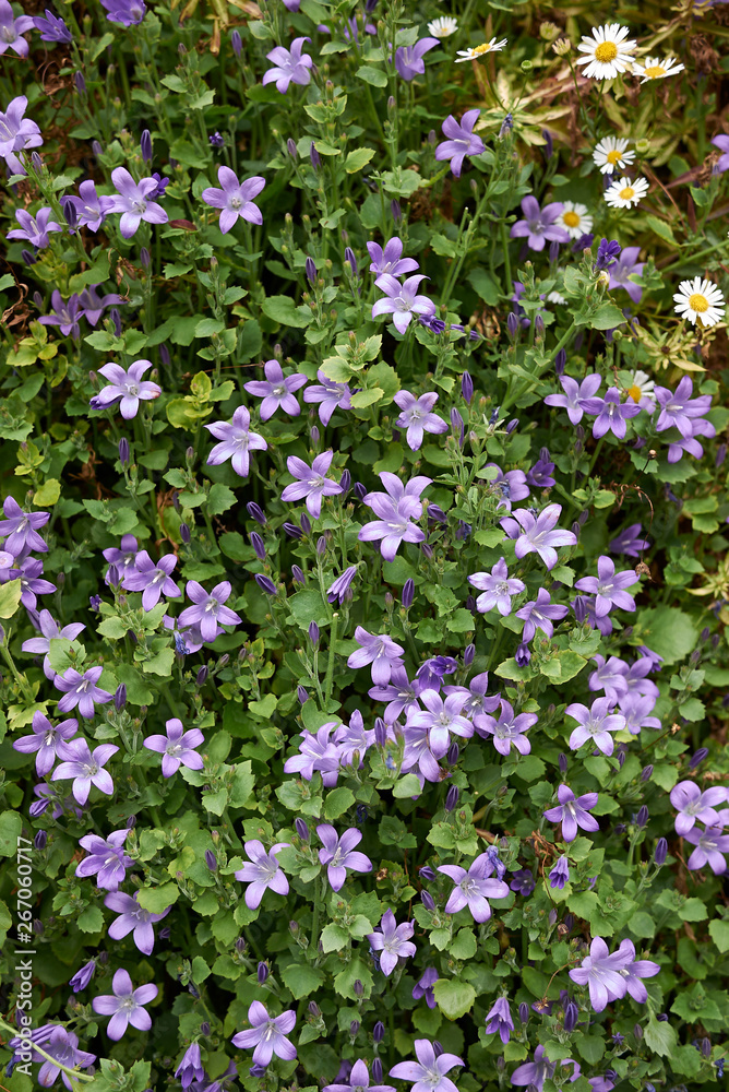 Naklejka premium Campanula portenschlagiana