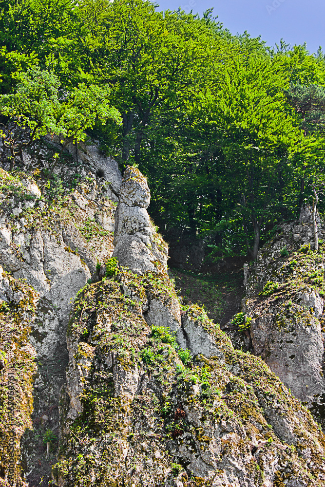 .summer landscape with steep rock and forest .summer landscape with steep rock and forest