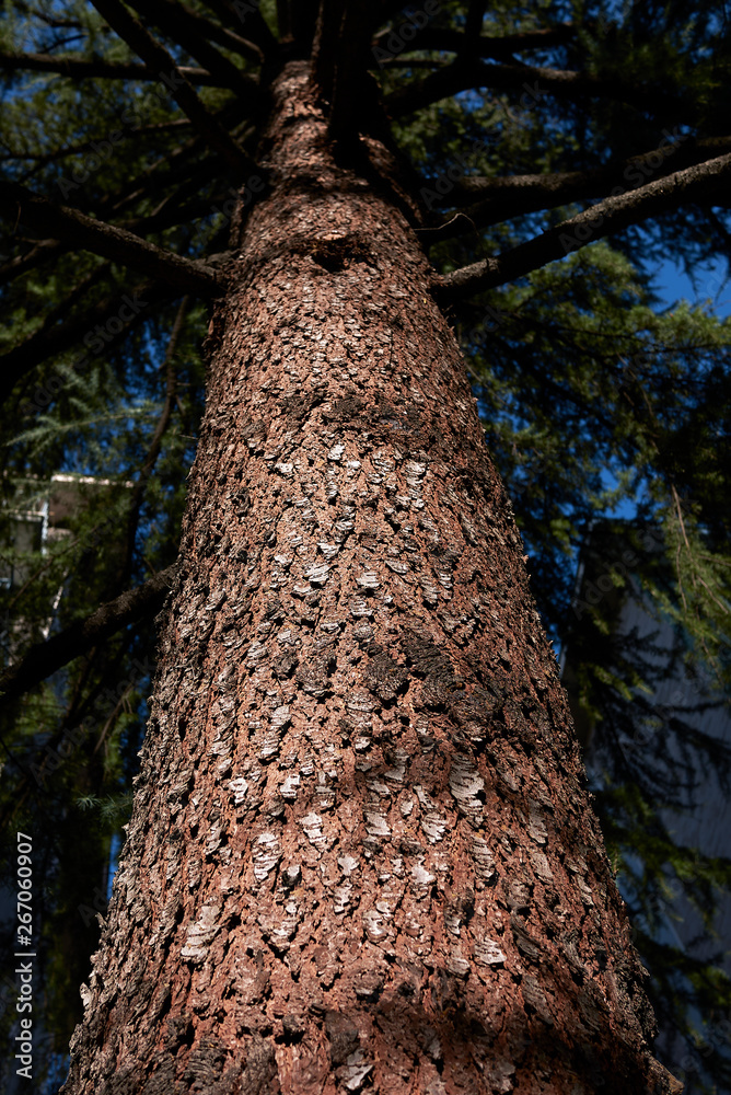 Fototapeta premium Cedrus deodara bark