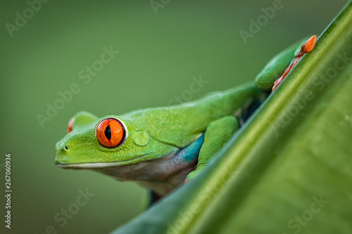 Amazing Red Eye Tree Frog sitting on a palm leave. Wonderfully colorful amphibian. Very cute animal on green background. Wildlife and nature at its best. © janstria