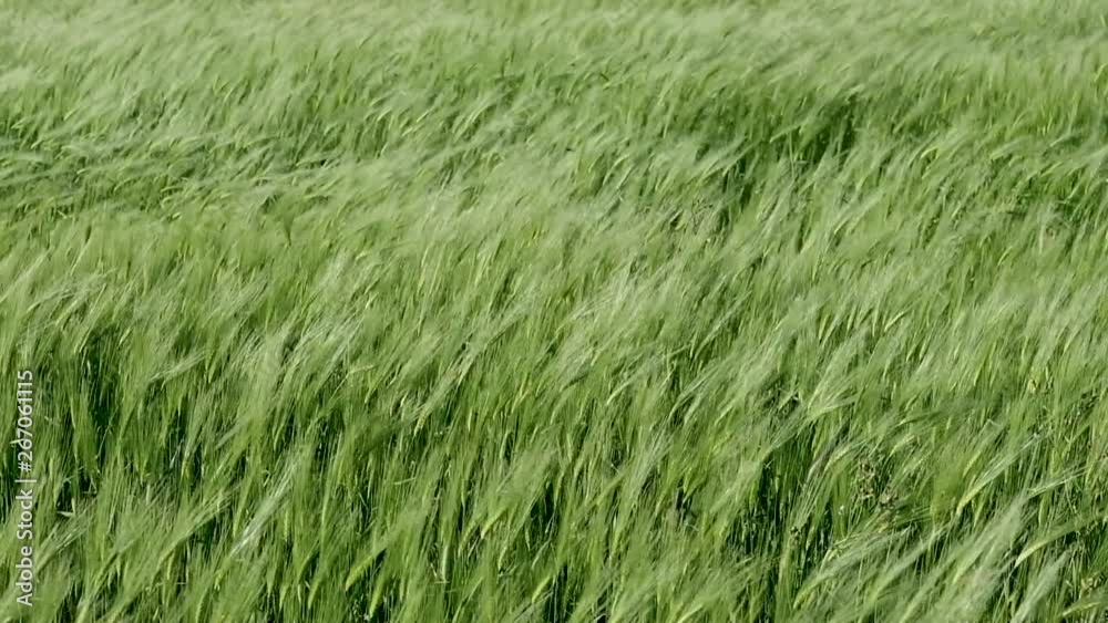 Wheat field with gusts of wind, Sardinia, Italy Wheat field with gusts of wind, Sardinia, Italy