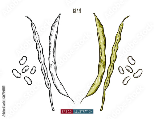 Hand drawn bean isolated. Template for your design works. Engraved style vector illustration.