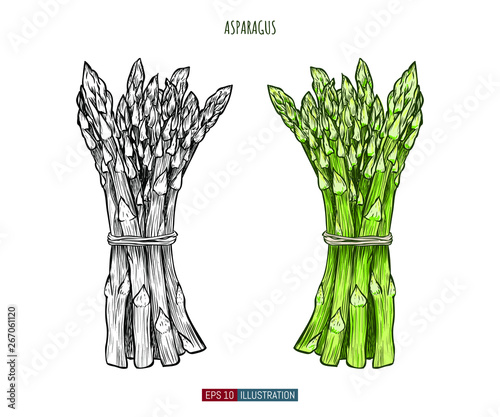 Hand drawn asparagus isolated. Template for your design works. Engraved style vector illustration.