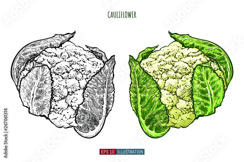 Hand drawn cauliflower isolated. Template for your design works. Engraved style vector illustration.