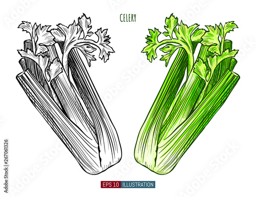 Hand drawn celery isolated. Template for your design works. Engraved style vector illustration.