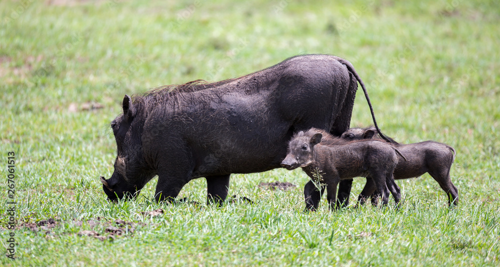 Warthogs are grazing in the savannah of Kenya Warthogs are grazing in the savannah of Kenya