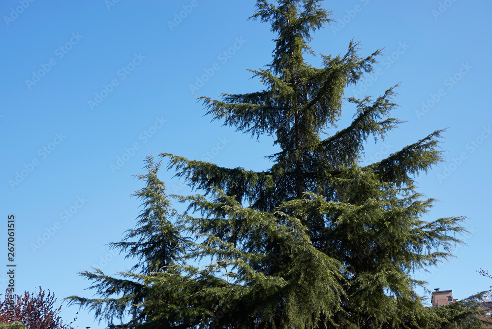 Cedrus deodara Cedrus deodara