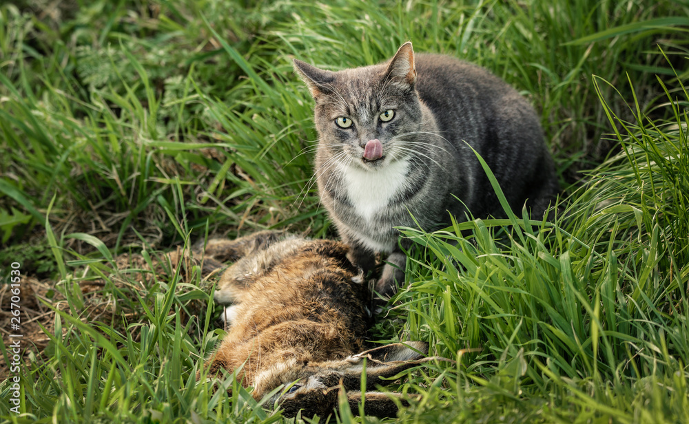 Domestic cat licking its lips over a freshly killed wild rabbit