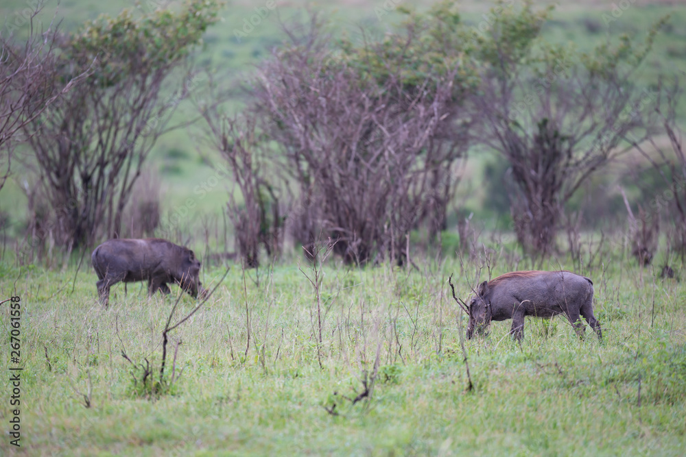 Warthogs are grazing in the savannah of Kenya Warthogs are grazing in the savannah of Kenya