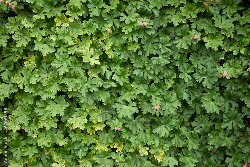 Obraz premium Geranium macrorrhizum