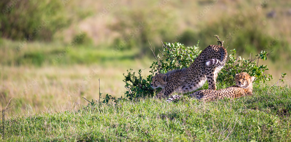A cheetah mother with two children in the Kenyan savannah A cheetah mother with two children in the Kenyan savannah