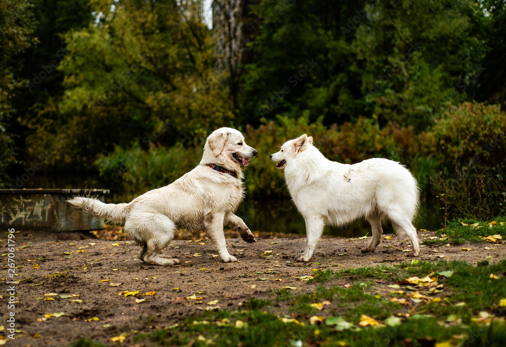 Samoyed and golden retriever dog playing outdoors Samoyed and golden retriever dog playing outdoors