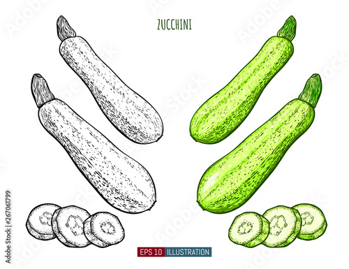 Hand drawn zucchini isolated. Template for your design works. Engraved style vector illustration.