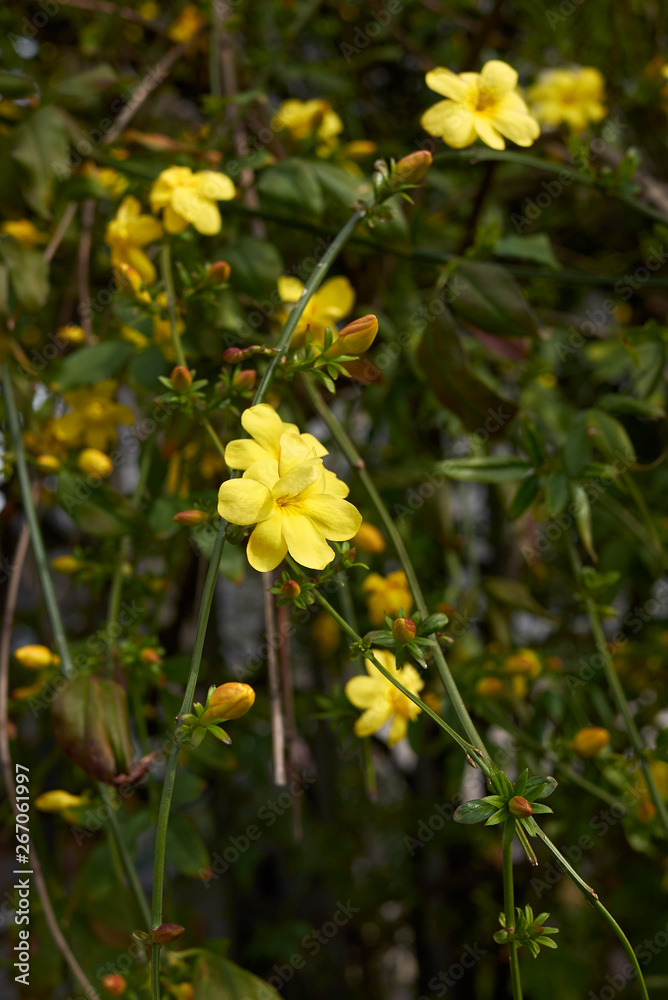 Obraz premium Jasminum mesnyi