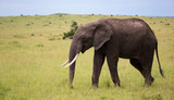 One elephant walking throught the savannah of Kenya