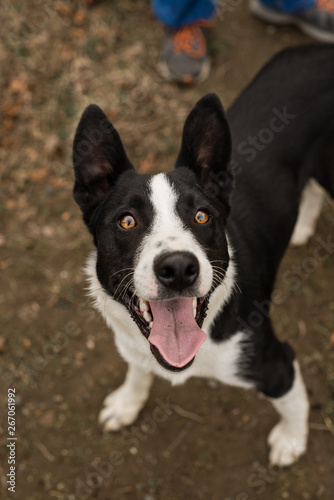 Happy Border Collie puppy looking at the camera