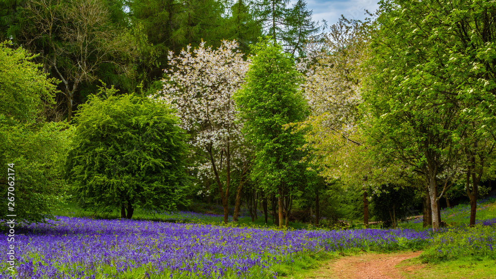 Obraz premium Bluebell Fields