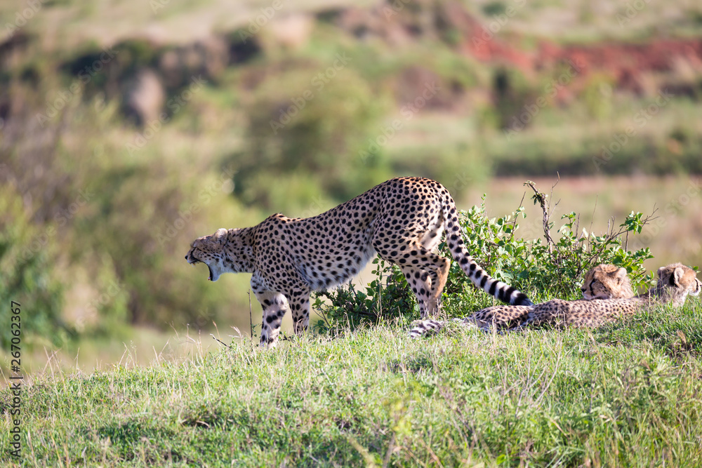Obraz premium A cheetah mother with two children in the Kenyan savannah