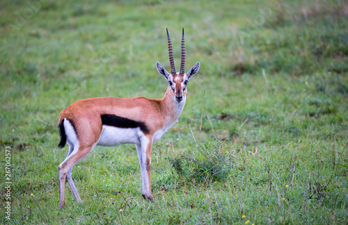 Thomson's Gazelle in the grass landscape of the savannah in Kenya