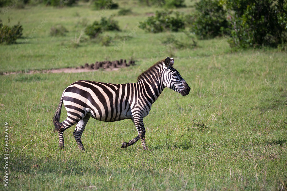Zebras in the middle of the savannah of Kenya Zebras in the middle of the savannah of Kenya