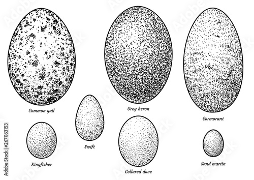 Collection of bird eggs illustration, drawing, engraving, ink, line art, vector