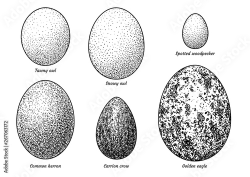 Collection of bird eggs illustration, drawing, engraving, ink, line art, vector