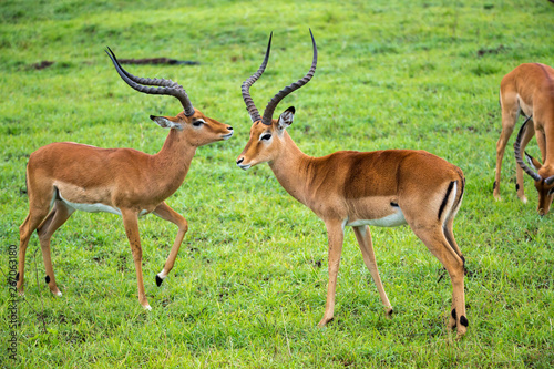 Impala family on a grass landscape in the Kenyan savannah