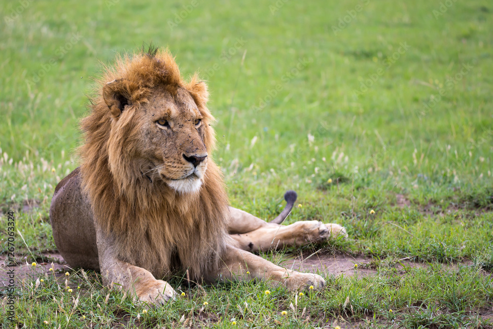 A big lion lies in the grass in the savanna of Kenya A big lion lies in the grass in the savanna of Kenya