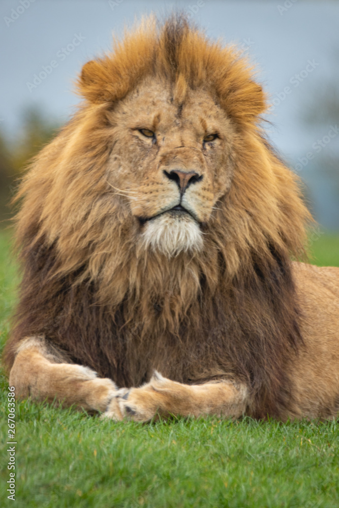 Lion West Midlands Safari Park, UK