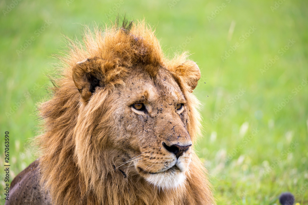 The face of a big lion in closeup