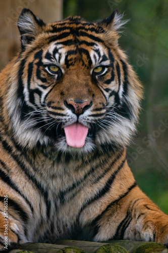 Tiger West Midlands Safari Park, UK © Gareth