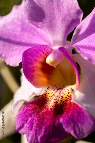 Fototapeta Naklejka Na Ścianę i Meble -  closed up macro shot of a beautiful purple orchid 