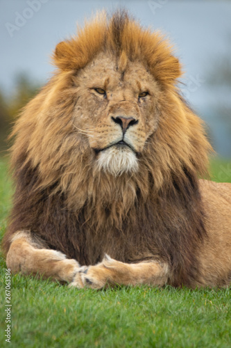 Lion West Midlands Safari Park  UK
