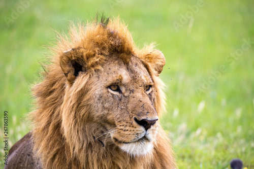 The face of a big lion in closeup