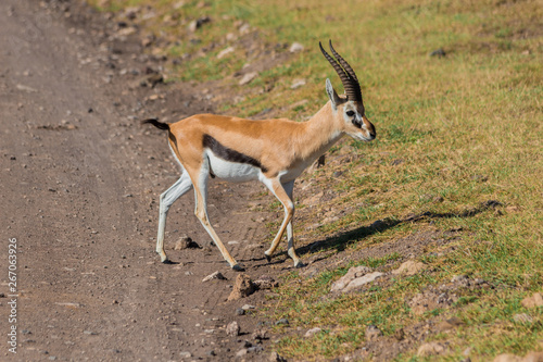 small antilope crossing the road