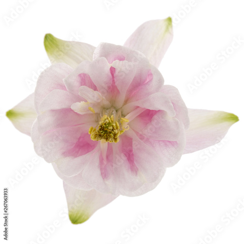 Rosy flower of aquilegia  blossom of catchment closeup  isolated on white background