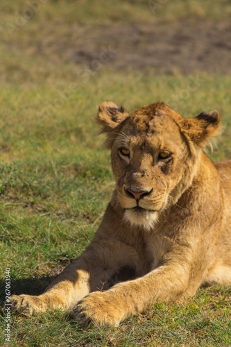 Wallpaper Mural lioness keeping watch Torontodigital.ca