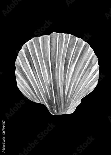 Beautiful shell on black background watercolor illustration
