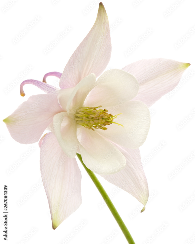 Flower of aquilegia, blossom of catchment closeup, isolated on white background