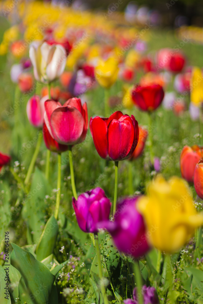colorful field of spring flowers colorful field of spring flowers